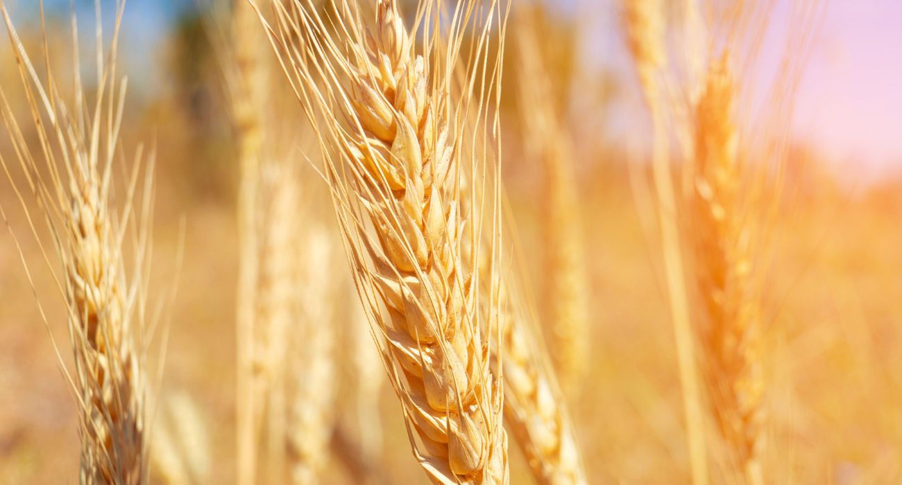 Hybrid Wheat to Offset Grain Shortage
