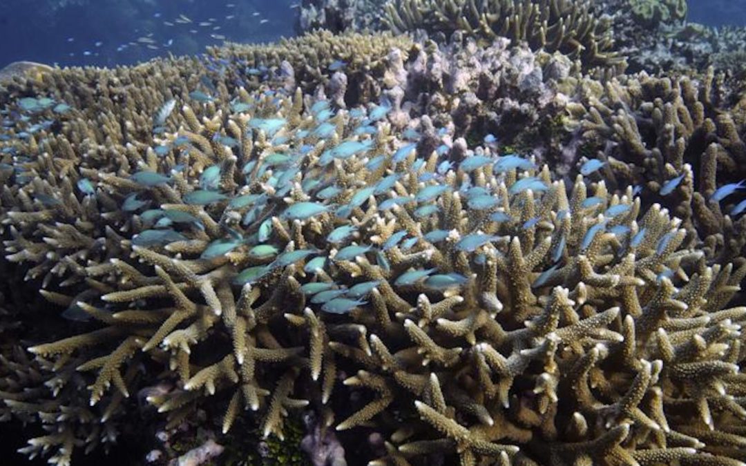 Ministra australiana se opone a estatus de barrera de coral 'en peligro'