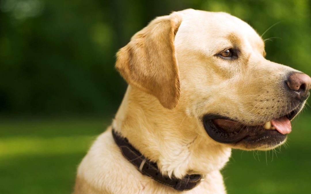 Dogs May Hold Key to Cancer Breakthroughs