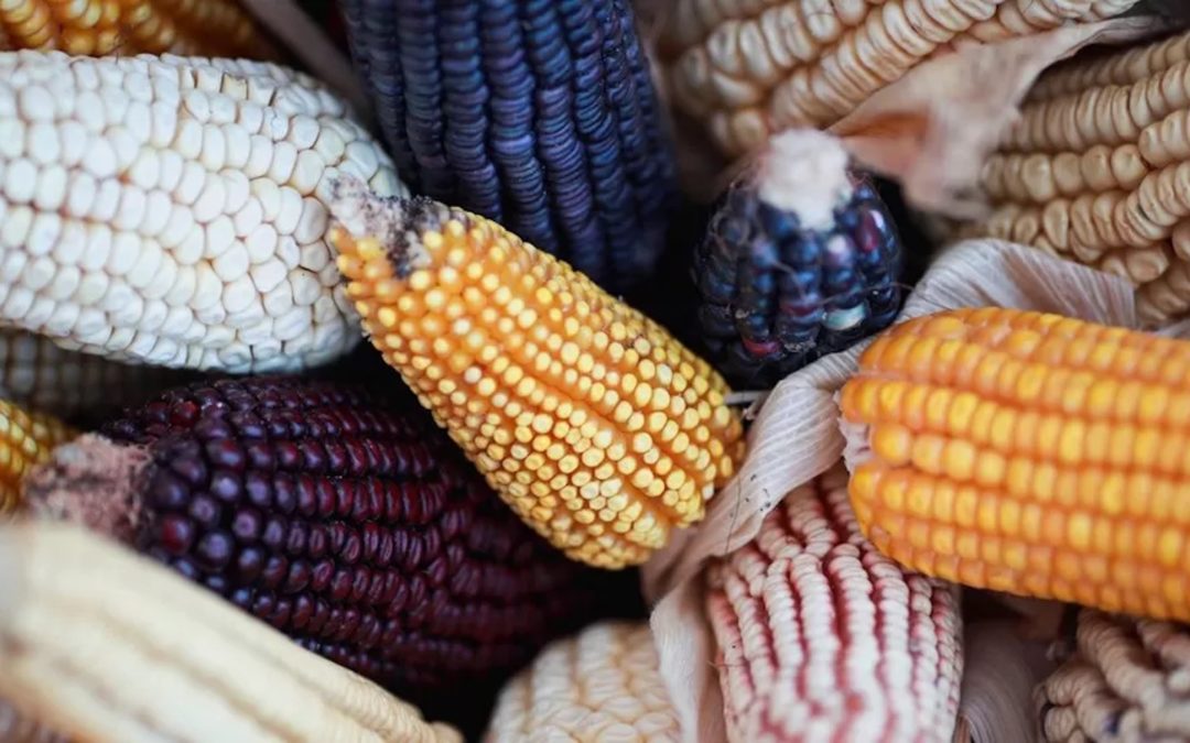 U.S. Has ‘Deep Concerns’ over Mexico’s GM Corn Ban