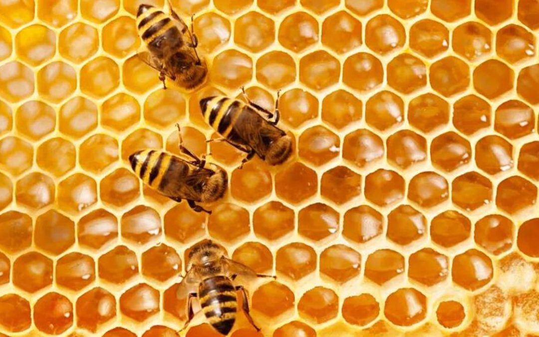 Honeybee Vaccine Could Boost Agriculture