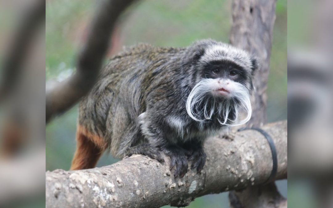 Monkey Business Suspected in Zoo Mystery