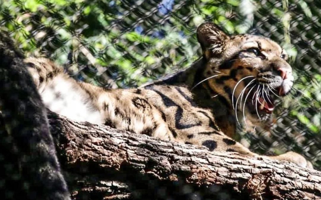Dallas Zoo’s Leopard Goes Missing