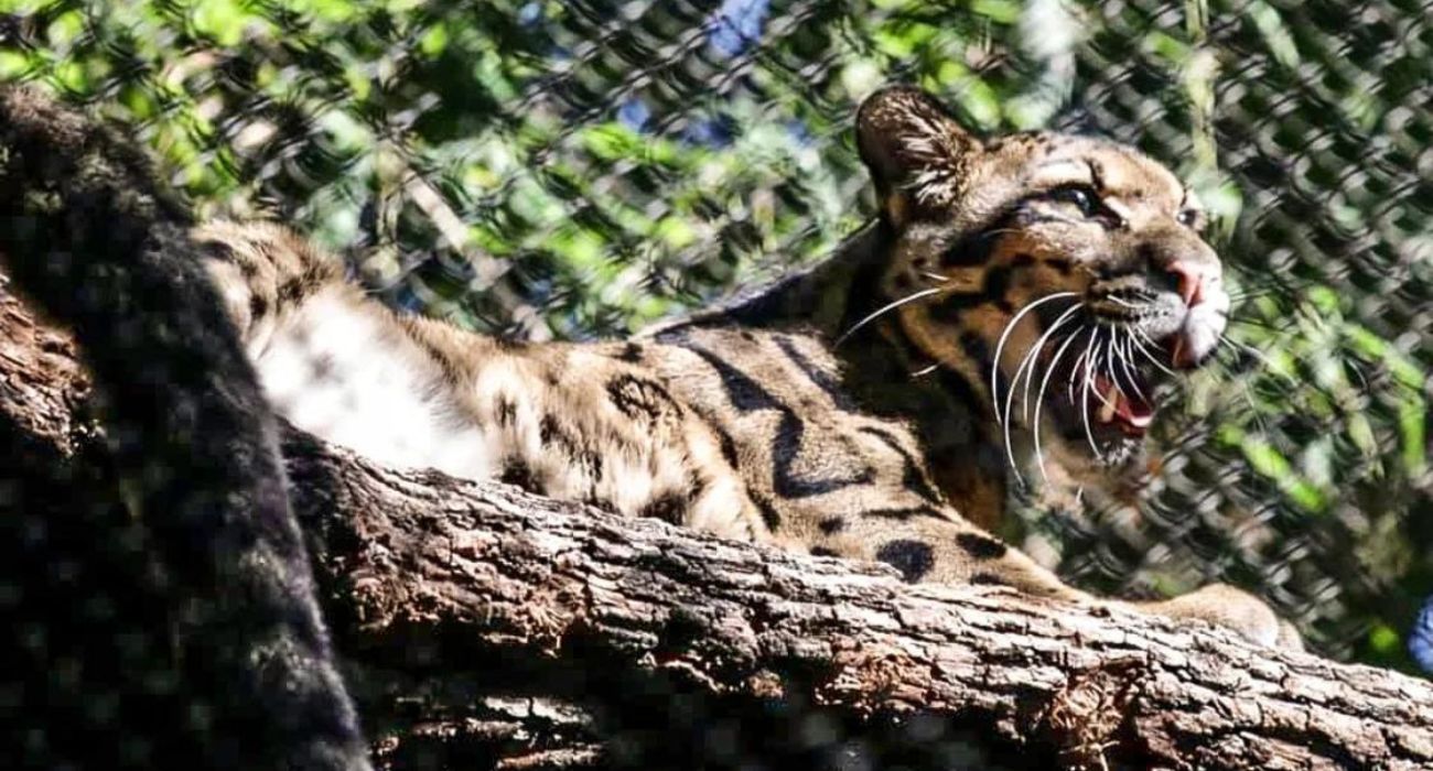 Dallas Zoo's Leopard Goes Missing