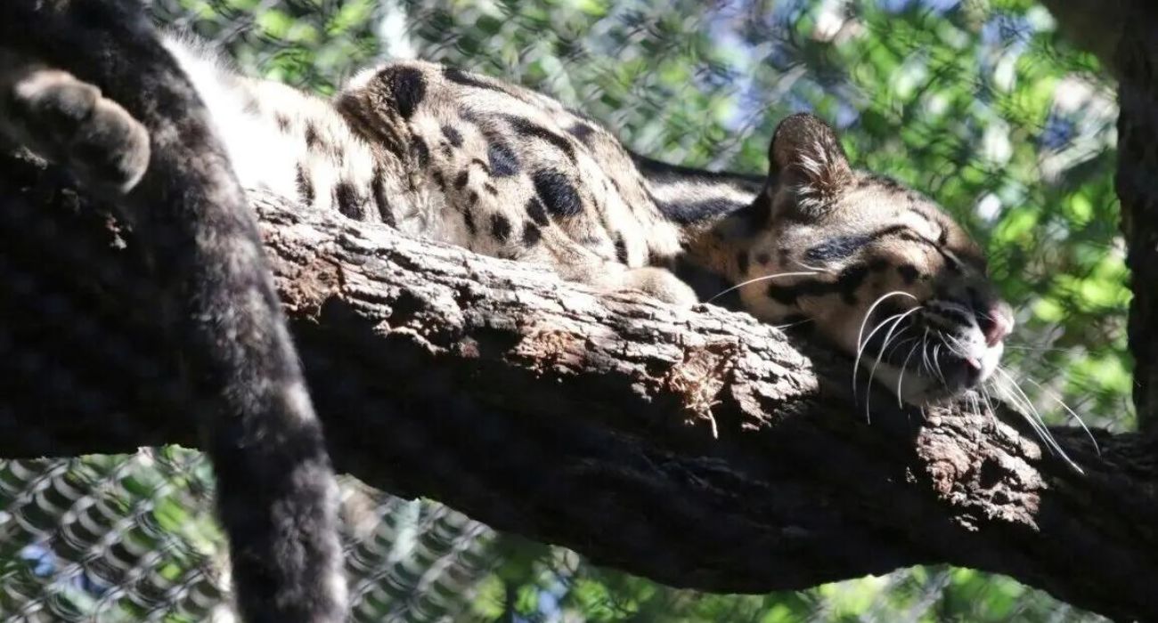 Dallas Zoo Leopard Found
