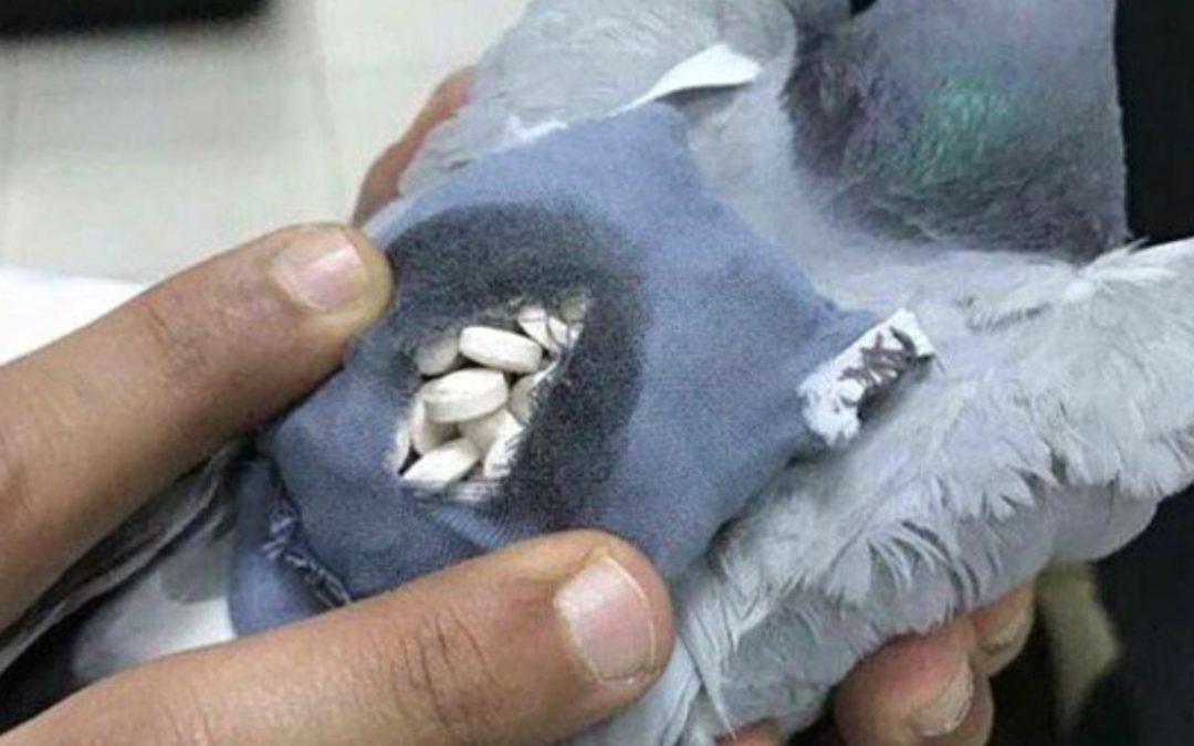 Fowl Play | Meth-Smuggling Pigeon Caught