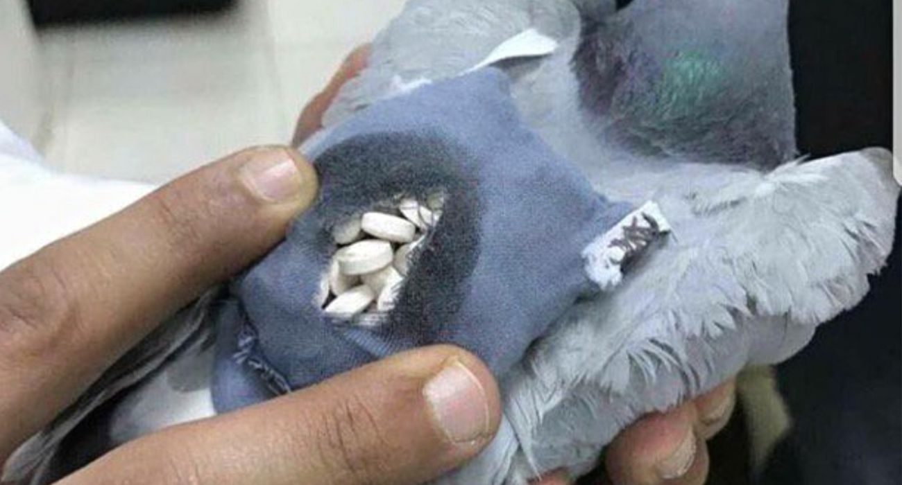 Meth-Smuggling Pigeon Caught