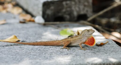 Lizards Genetically Adapt to Urban Life