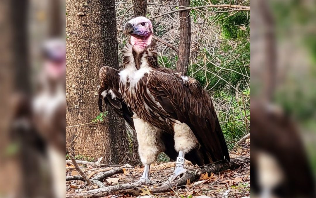 Zoo Investigates Vulture’s Suspicious Death