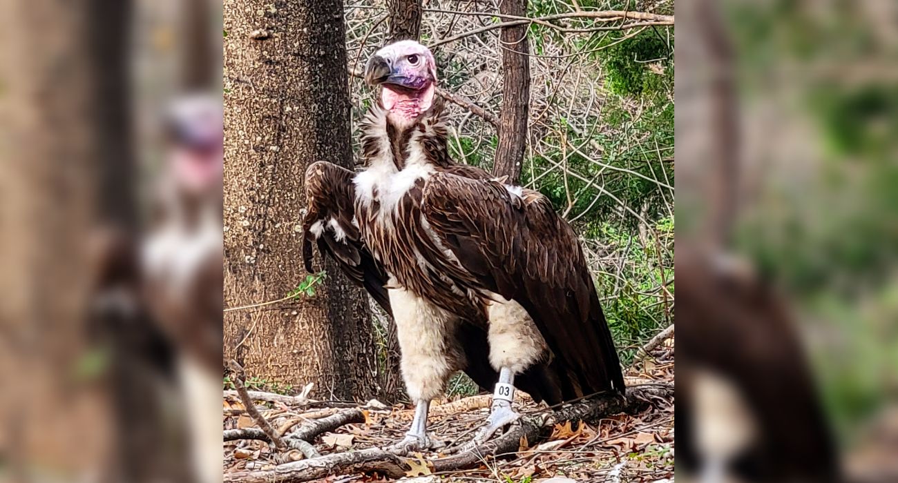 Vulture dies at Dallas Zoo