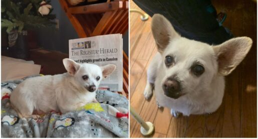 Ohio Chihuahua Is Oldest Dog Alive