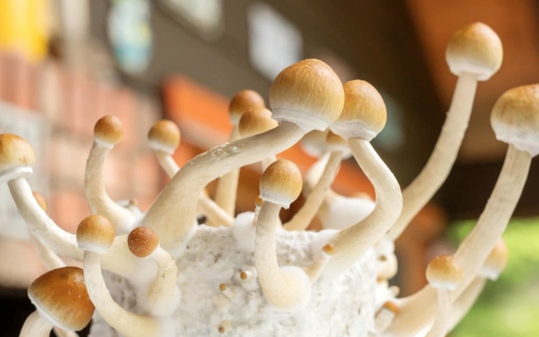 Oregón legaliza los hongos alucinógenos