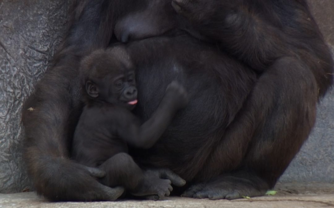 Baby Gorilla Steals Show at Zoo