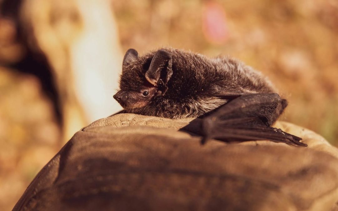Hundreds of Bats Freeze in Texas