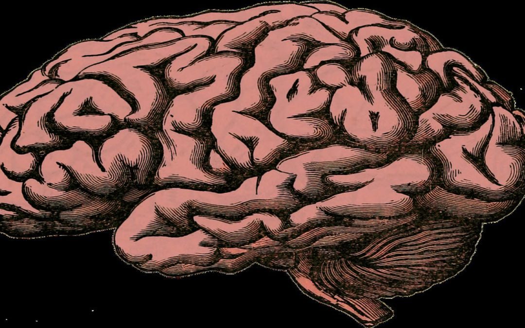 New Layer of the Brain Identified
