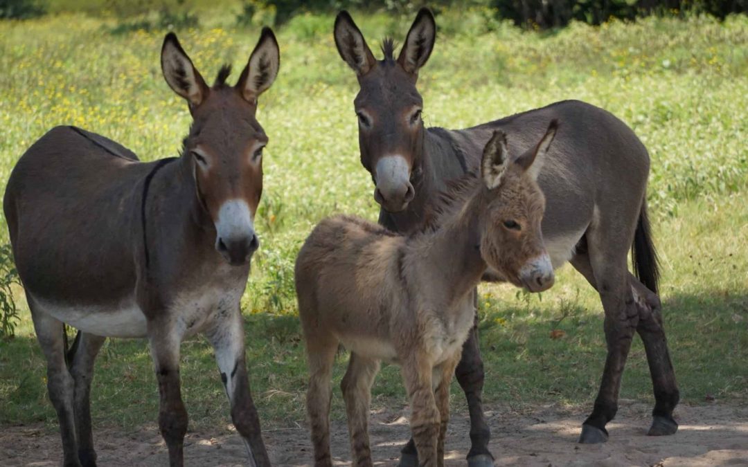 Texas Donkey Rescue Needs Adoptions