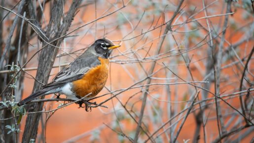 Learn to Identify North Texas Birds