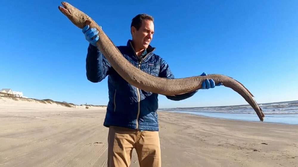 Texas Marine Researcher Finds Eel on Shore