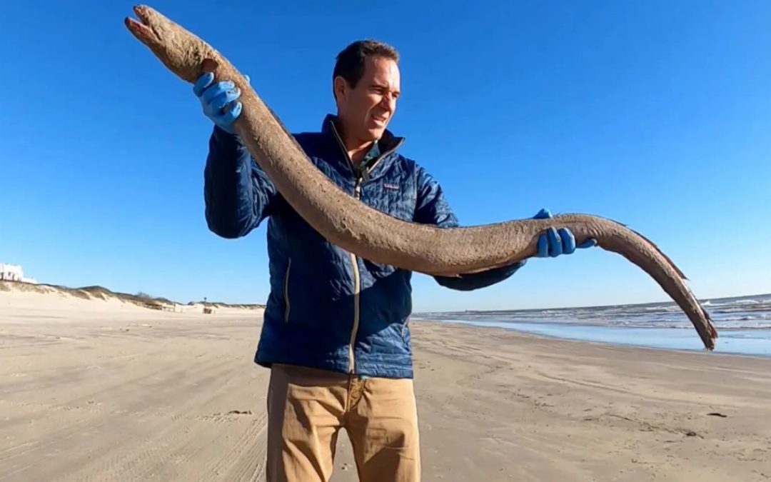 Texas Marine Researcher Finds Eel on Shore