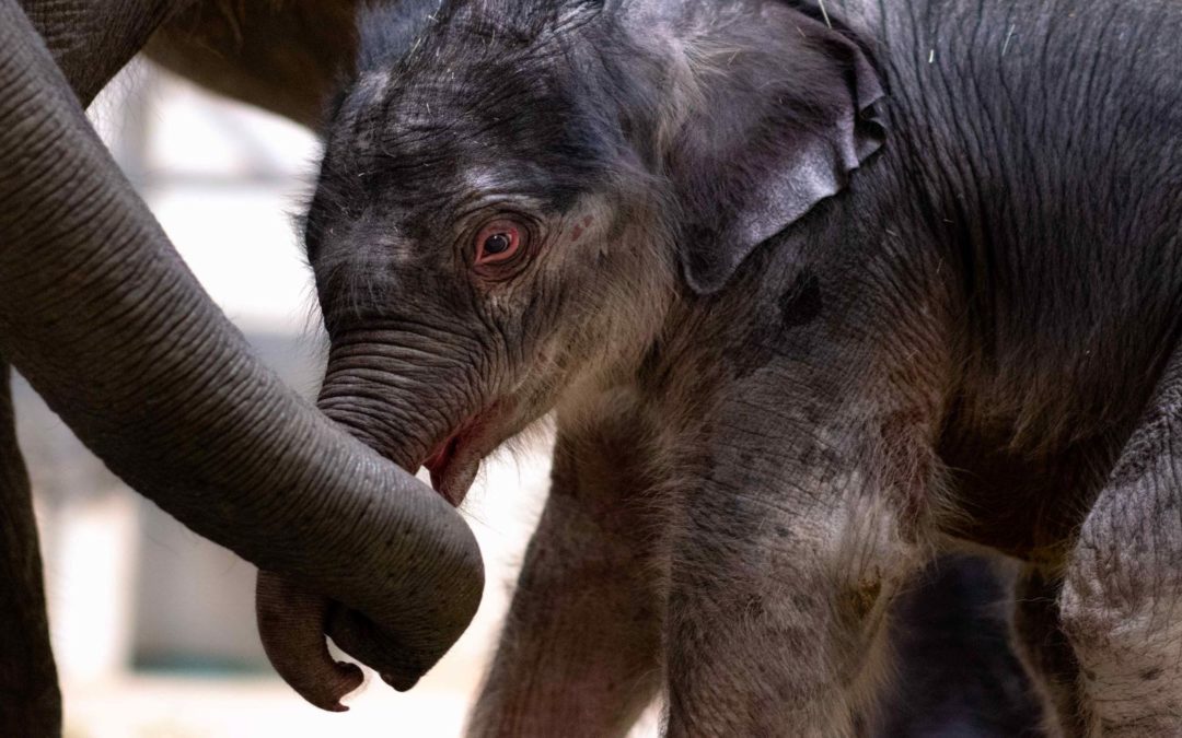Elefante nacido en zoológico de Fort Worth