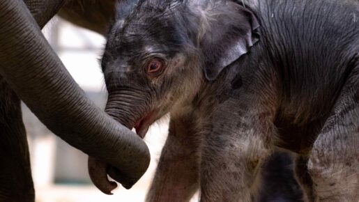 Elephant Born in Fort Worth Zoo