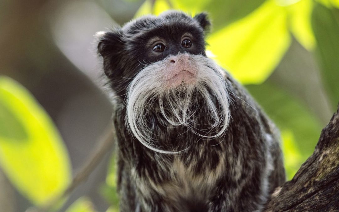 Zoo Offers $25K for Monkey Thief