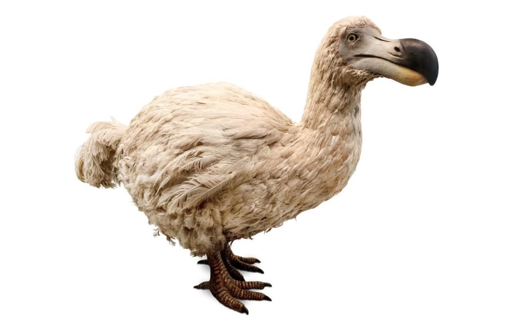 Los científicos buscan revivir ave extinta hace mucho tiempo
