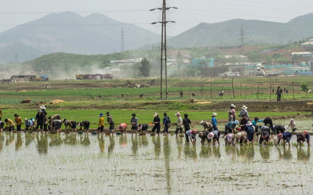 Corea del Norte planea reunirse sobre agricultura