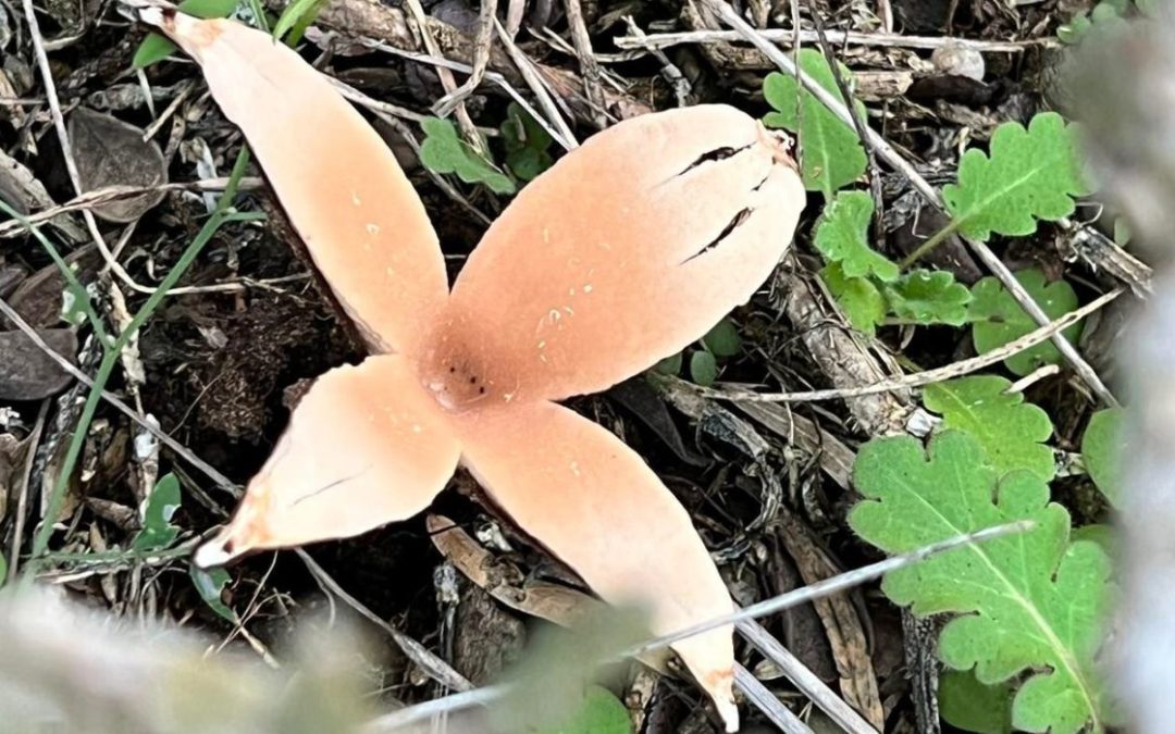 Hissing Mushroom Spotted in TX State Park