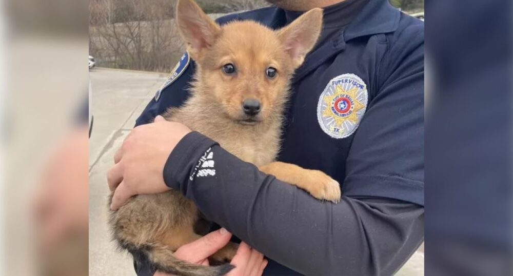Dallas PD Rescues Pup | Dog or Coyote?