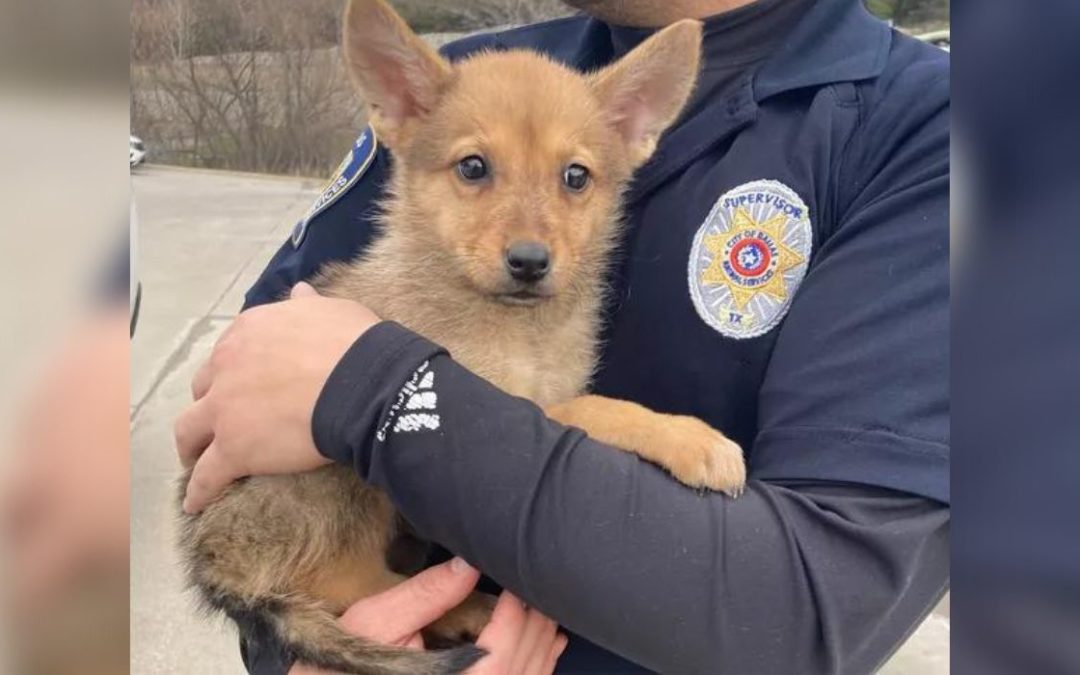 Dallas PD Rescues Pup | Dog or Coyote?