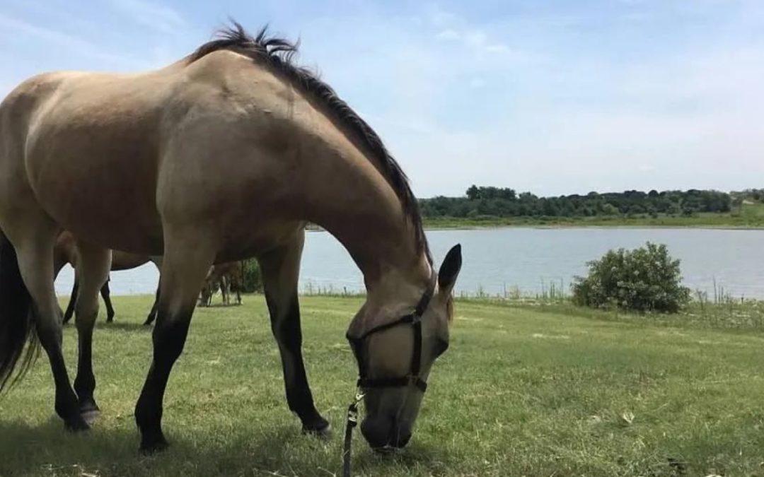 Horse Sanctuary to Host Spring Fundraiser