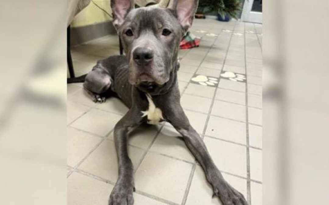 Abandoned Dog Went Viral, Gets New Life