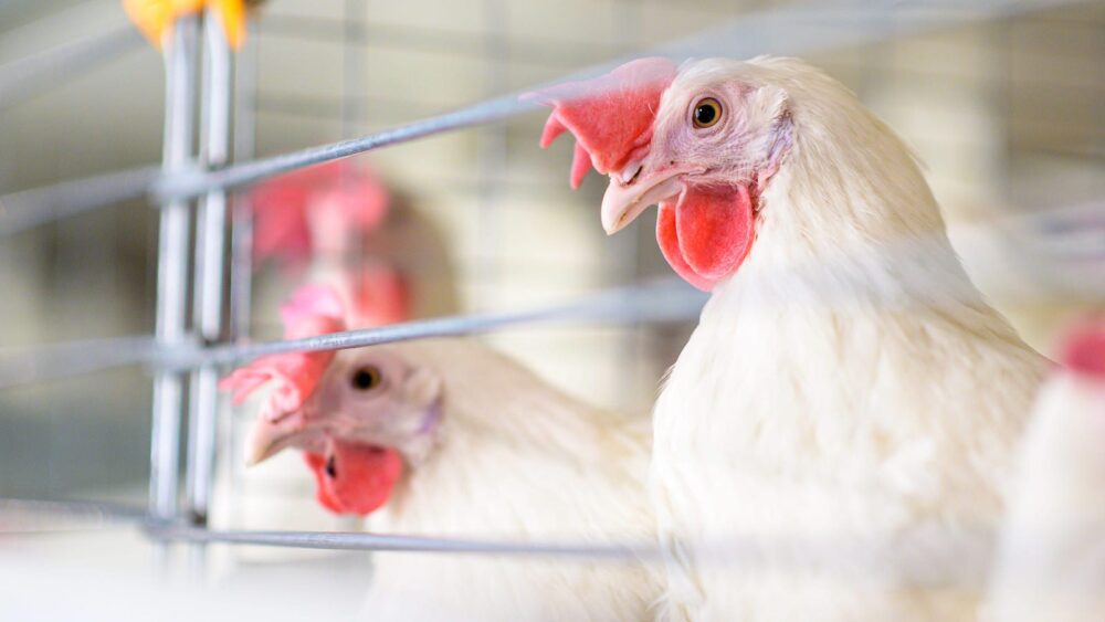 Bird Flu Discovered in Mammals