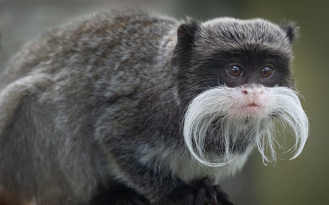 Dallas Zoo Update on Monkey Theft