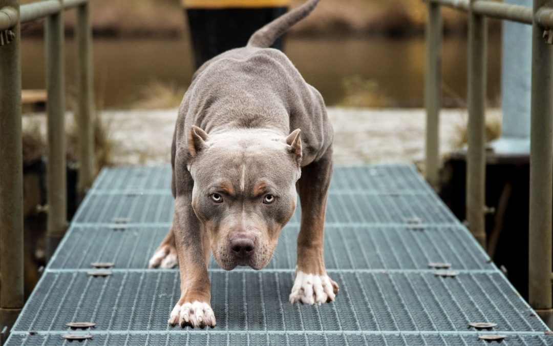 Dog Fight | Debate Roars Over Pitbull Mauling
