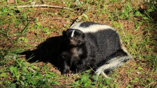 Texas Skunk Infected With Bird Flu