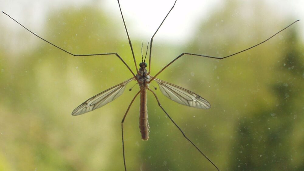 Crane Flies Are Back in Dallas