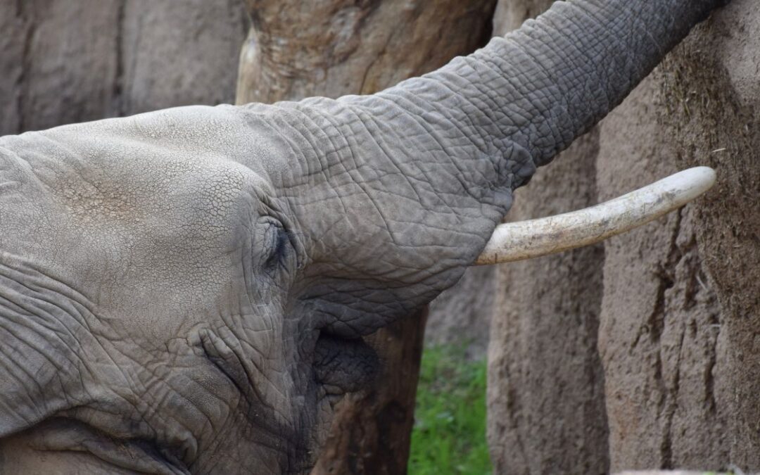 Zoológico de Dallas nombra nueva cría de elefante