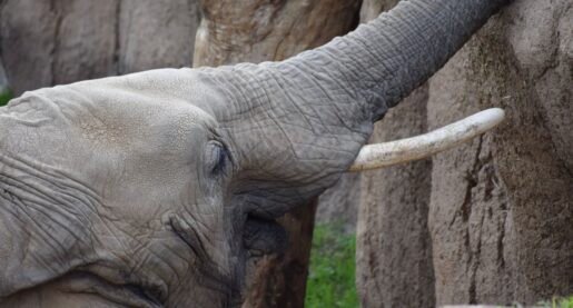 Dallas Zoo Names New Baby Elephant
