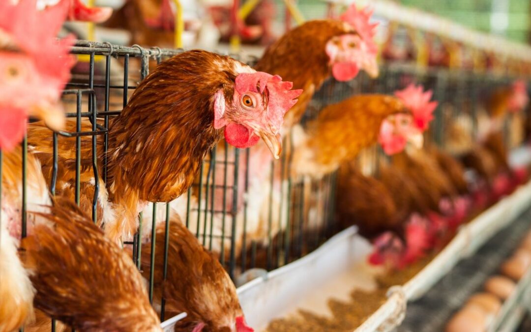 La gripe aviar devasta los graneros de la nación