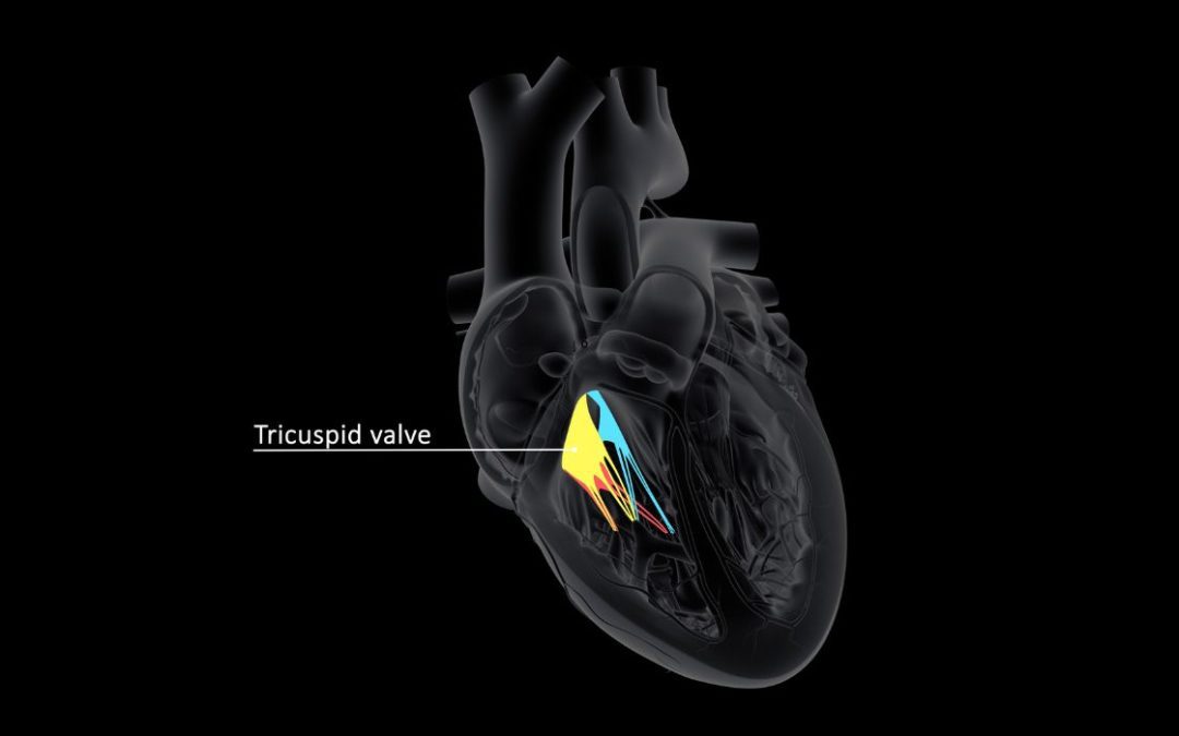 New Treatment Could Help Heart Valve Leaks