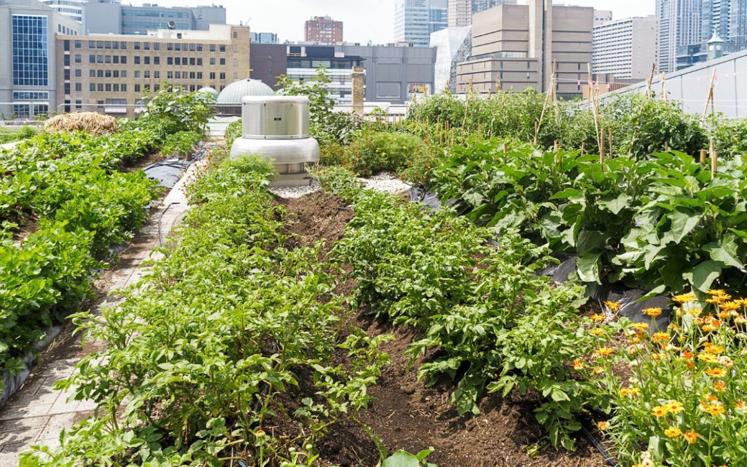 City Hall Passes Urban Agriculture Plan