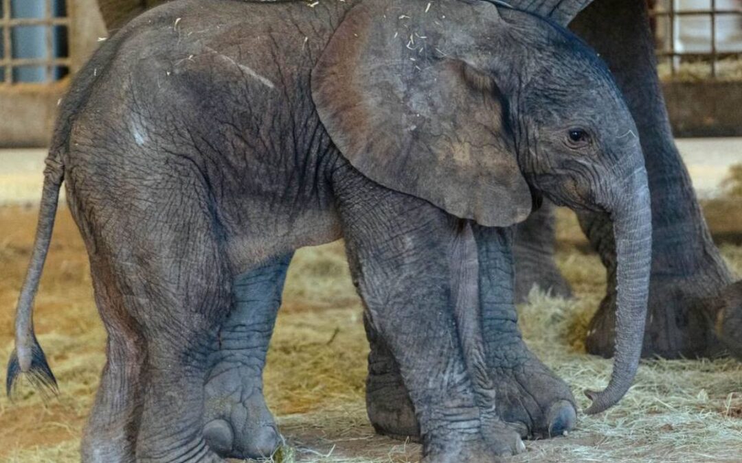 Zoo Announces Birth of 290-Pound Elephant