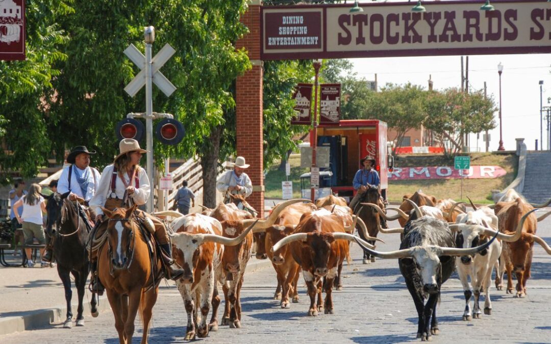 The Fort Worth Herd Is Hiring Cattle Drivers