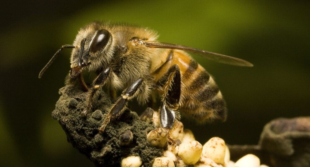 Africanized Bees Kill Texas Dogs