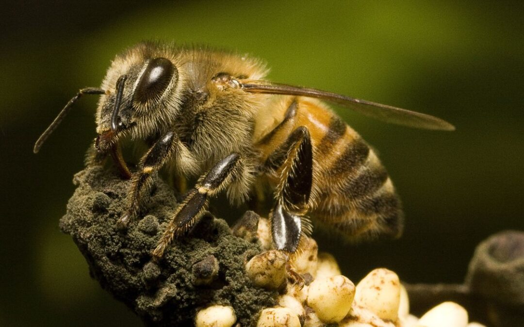 Africanized Bees Kill Texas Dogs