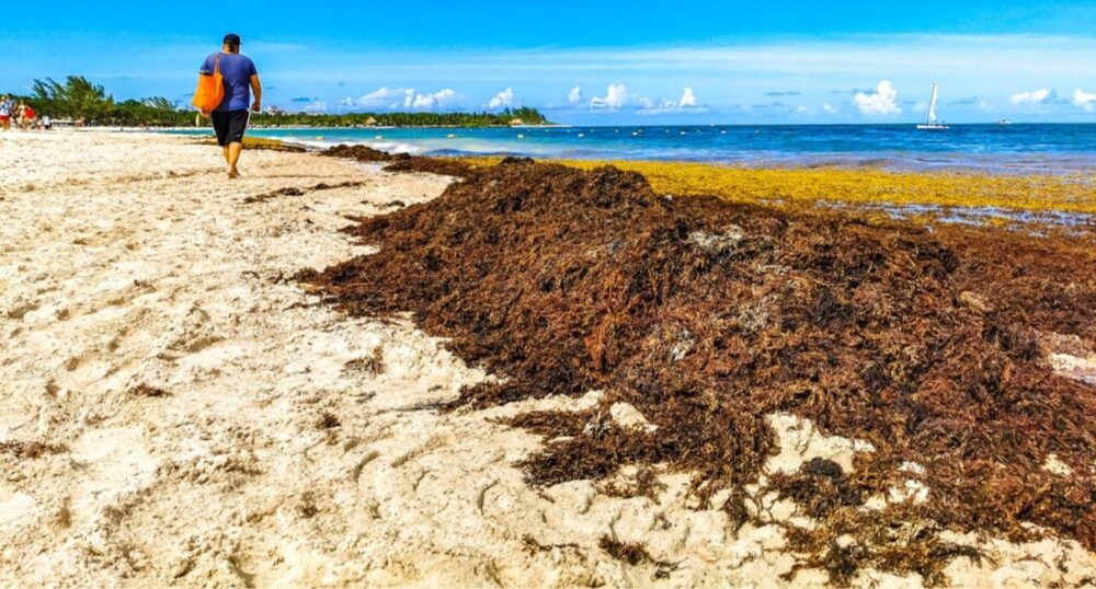Tons of Seaweed To Hit Florida Coast