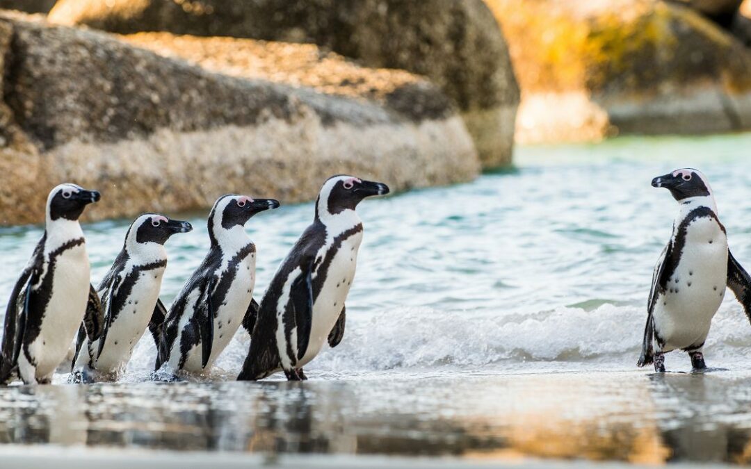 Zoológico de Dallas intenta salvar a los pingüinos africanos