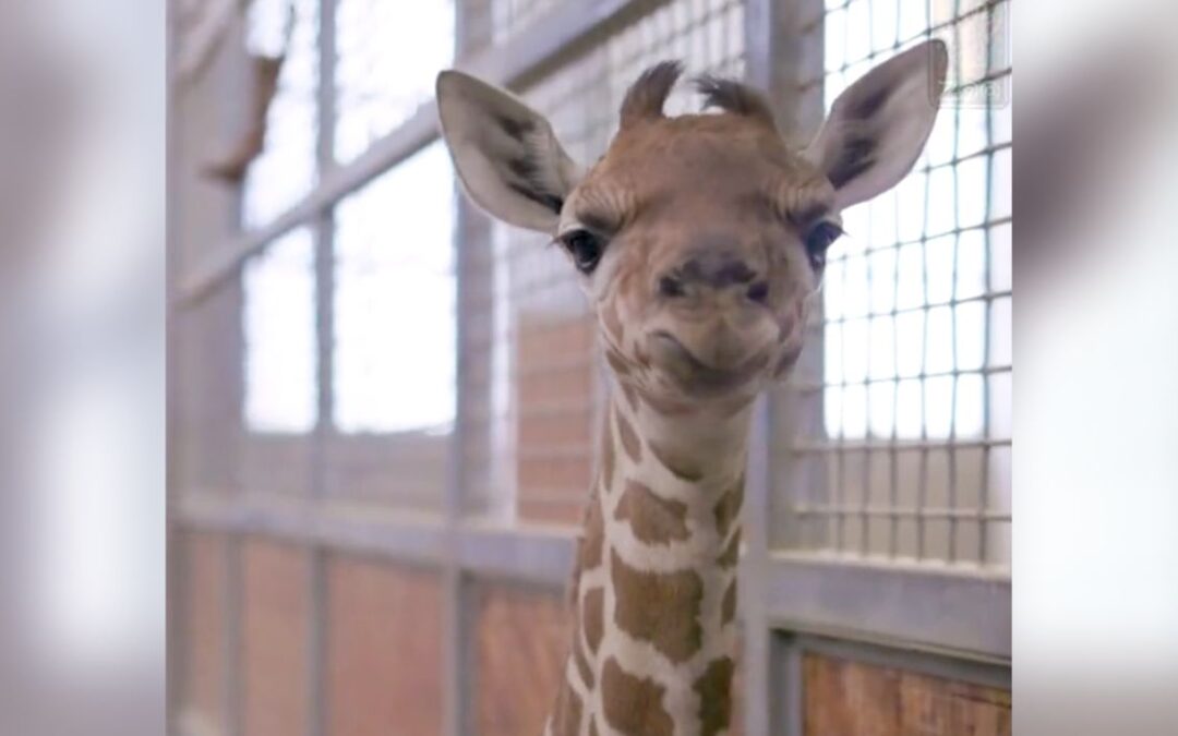 Nueva jirafa bebé en el zoológico local